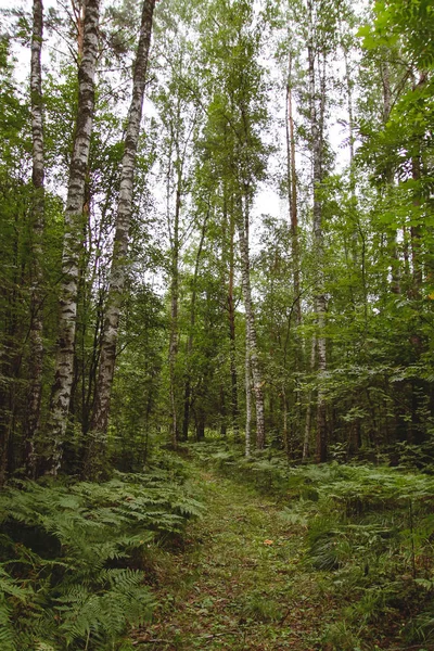 Bosque Verano Con Helechos Verdes Campo — Foto de Stock