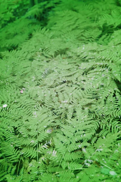 Summer Forest Green Fern Plants Countryside — 스톡 사진