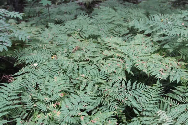 Kırsalda Yeşil Eğreltiotu Bitkileri Olan Yaz Ormanı — Stok fotoğraf