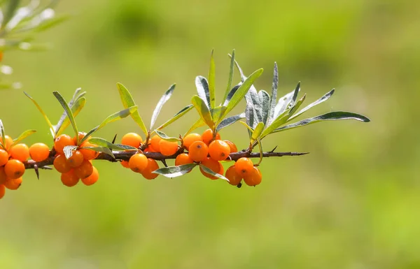 Větvička Pomerančových Bobulí Podzimním Parku Sezónní Sklizeň Bobulí Venkově — Stock fotografie