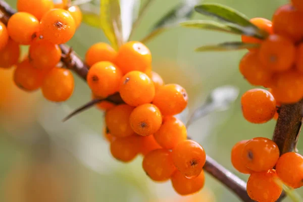 Branch Orange Sea Buckthorn Berries Autumn Park Seasonal Berry Harvest — Stock Photo, Image