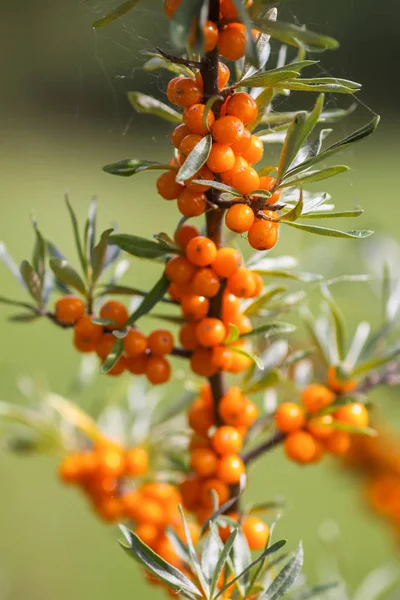 Zweig Orangefarbener Sanddornbeeren Herbstpark Saisonale Beerenernte Auf Dem Land — Stockfoto