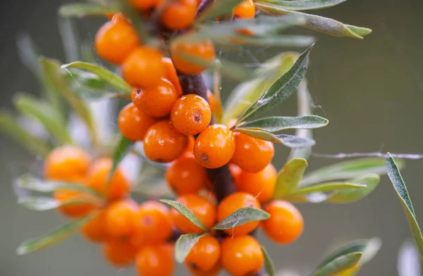 Branch of orange sea buckthorn berries in autumn park. Seasonal berry harvest in countryside.