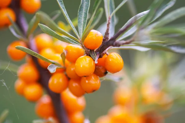 Branch of orange sea buckthorn berries in autumn park. Seasonal berry harvest in countryside.