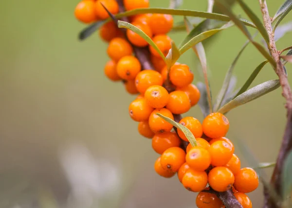 秋の公園でオレンジ色の海クロウメモドキの果実の枝 田舎での季節のベリー収穫 — ストック写真