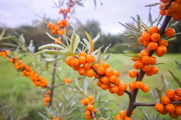 Branch Van Sinaasappelduindoornbessen Het Herfstpark Seizoensbessenoogst Het Platteland — Stockfoto