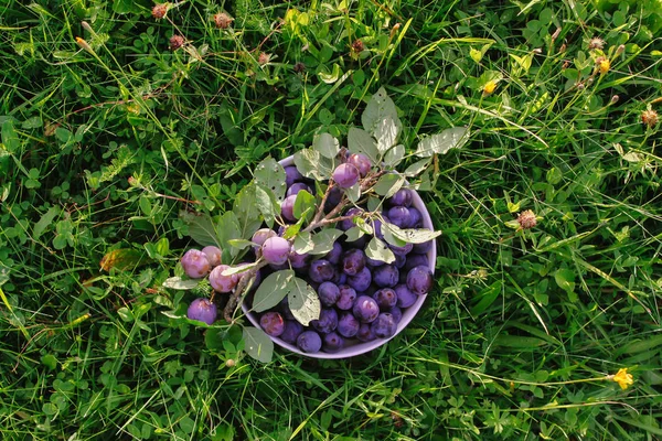 Ripe juicy plum fruits in a cup on green summer grass background. Fresh organic plums growing in countryside.