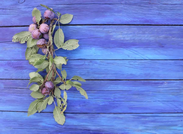 Frutos Ameixa Suculentos Maduros Ramo Mesa Madeira Azul Envelhecida Jardim — Fotografia de Stock