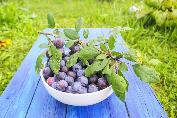 Ripe Juicy Plum Fruits Cup Aged Blue Wooden Table Summer — 스톡 사진