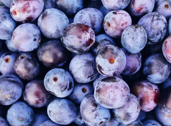 Las Jugosas Frutas Maduras Ciruela Púrpura Acercan Ciruelas Orgánicas Frescas —  Fotos de Stock