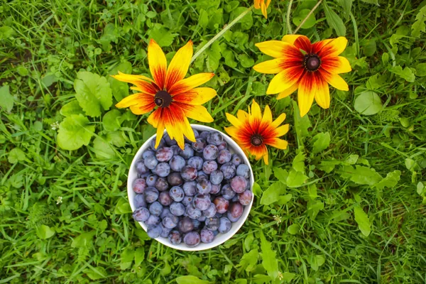 Frutas Ameixa Suculentas Maduras Uma Xícara Fundo Grama Verão Verde — Fotografia de Stock