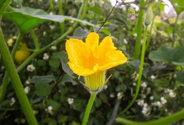 Calabazas Con Hojas Grandes Creciendo Jardín — Foto de Stock