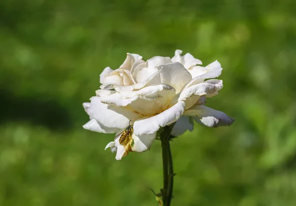 Vacker Vit Bleknat Rose Blomma Växer Sommar Park Natur Bakgrund — Stockfoto