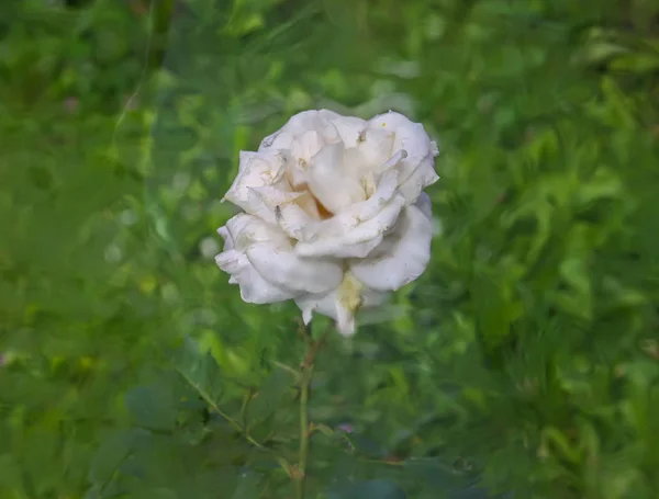 Piękny Biały Wyblakły Kwiat Róży Rośnie Letnim Parku Tle Natury — Zdjęcie stockowe