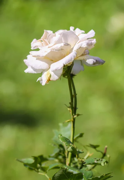 Belle Fleur Blanche Fanée Rose Poussant Dans Parc Été Sur — Photo