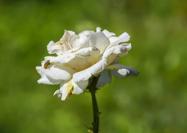 Vacker Vit Bleknat Rose Blomma Växer Sommar Park Natur Bakgrund — Stockfoto