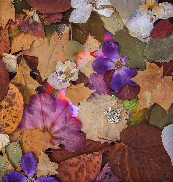 Красивые Сушеные Растения Листья Цветы Гербарий Винтажный Фон — стоковое фото