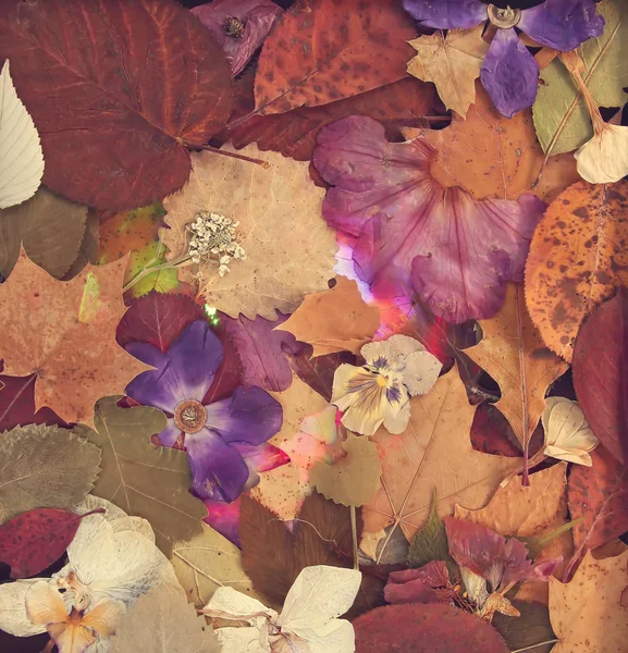Schöne Getrocknete Pflanzen Blätter Und Blüten Herbarium Jahrgang Hintergrund — Stockfoto