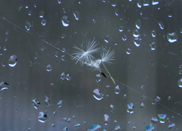 Nasse Fensterfläche Mit Tropfen Herbstregen Und Trockenen Löwenzahnsamen Die Glas — Stockfoto