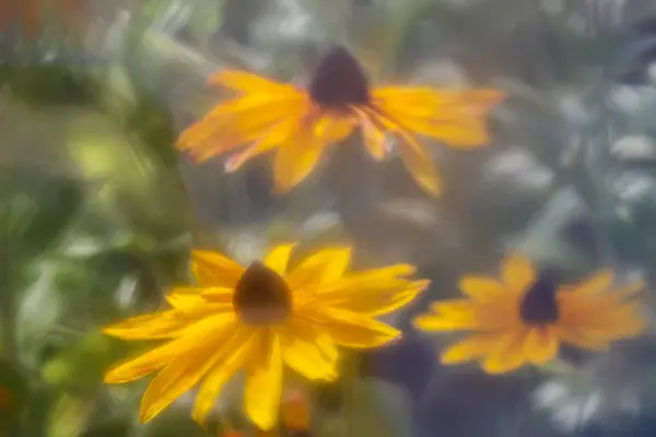 Flores Verano Detrás Del Vidrio Húmedo Con Gotas Lluvia — Foto de Stock