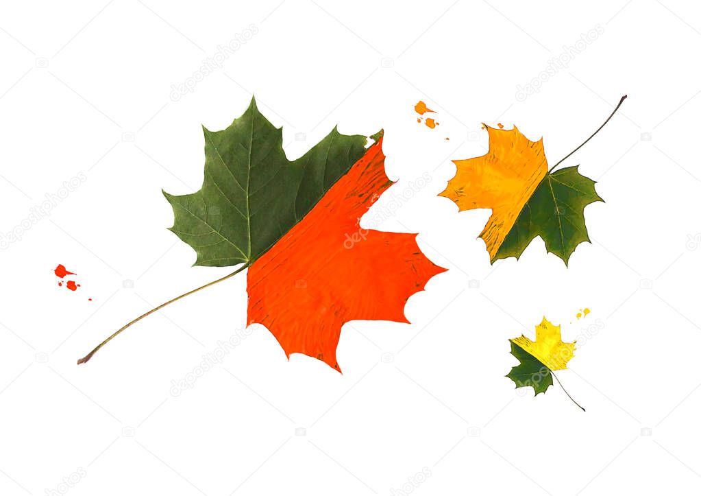 Painted bright maple autumn leaves