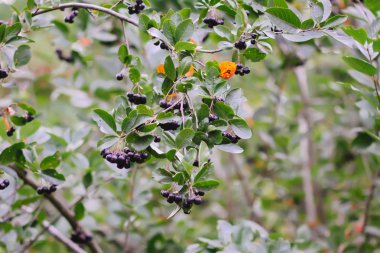 Aronia çilekleri. Bahçede yetişen Aronia melanocarpa, Black Chokeberry. Olgun böğürtlen dalları.