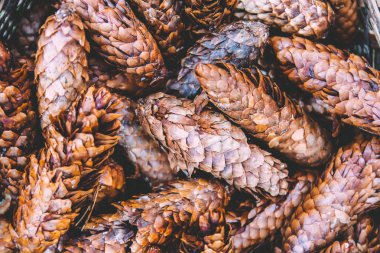 Firavun ağacı külahları yaklaşın