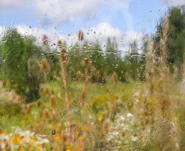 夏天的花朵 在潮湿的玻璃杯后面 滴着雨滴 — 图库照片