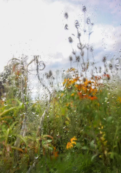 雨滴と湿ったガラスの後ろの夏の花 — ストック写真