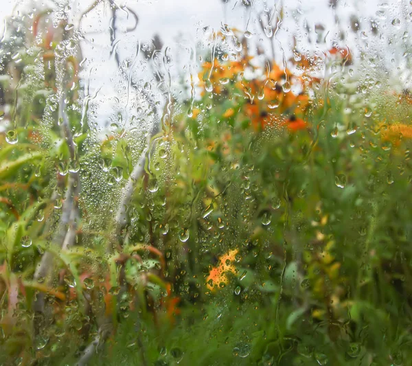 雨滴と湿ったガラスの後ろの夏の花 — ストック写真