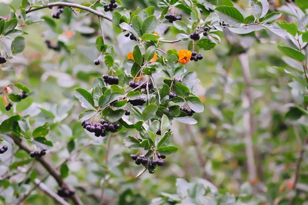 Ягоды Аронии. Арония дынная карпа, черноплодная чечевица, растущая в саду. Ветви с спелыми ягодами . — стоковое фото