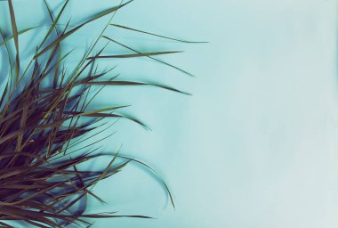 Yumuşak mavi arkaplanda yeşil yapraklar.