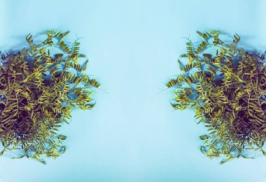 Yumuşak mavi arkaplanda yeşil yapraklar.