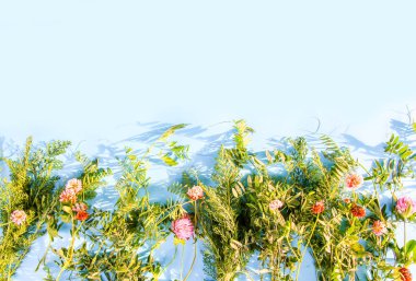 Yumuşak mavi arka planda yeşil yapraklar ve kır çiçekleri. Metin için boş alanı olan yaratıcı tasarım.