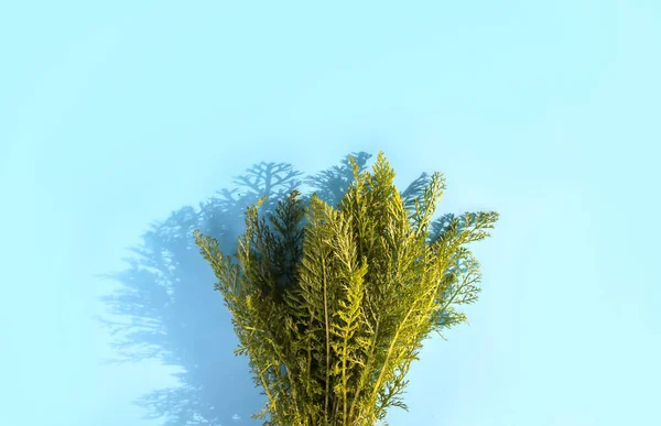 Зеленые Листья Мягком Голубом Фоне Творческий Дизайн Пустым Пространством Текста — стоковое фото