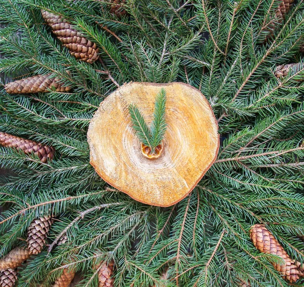 Reloj estilizado hecho de ramas de abeto verde espinoso y rebanada de madera. Feliz Año Nuevo elementos de diseño de temporada para tarjetas de felicitación festivas, póster, pancarta, web, invitaciones . —  Fotos de Stock