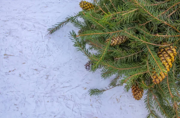圣诞构图用冷杉树枝装饰,金黄色的彩绘在白色的、陈腐的木制背景上. 新年佳节设计样板. — 图库照片