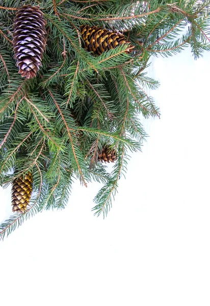 Christmas composition with fir tree branches, gold paint cones on white background. New Year festive design template. — Stock Photo, Image