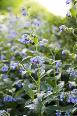 Parkta mavi yaz çiçekleri.
