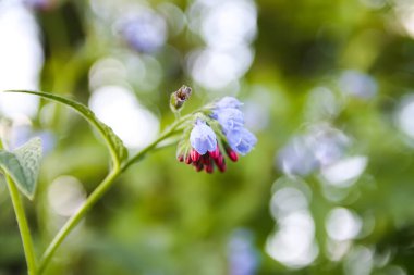 Parkta mavi yaz çiçekleri.