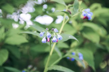 Parkta mavi yaz çiçekleri.