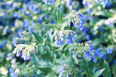 Parkta mavi yaz çiçekleri.