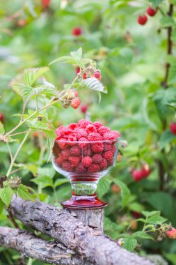 Olgun tatlı yaz meyveleri. Eski kaba ahşap çitin üzerinde şeffaf vazoda ahududu. Bitki dallarında taze ahududu..