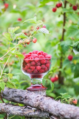 Olgun tatlı yaz meyveleri. Eski kaba ahşap çitin üzerinde şeffaf vazoda ahududu. Bitki dallarında taze ahududu..