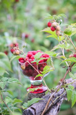 Olgun tatlı yaz meyveleri. Eski kaba ahşap çitin üzerinde şeffaf vazoda ahududu. Bitki dallarında taze ahududu..