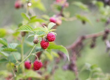 Yaz bahçesinde yetişen olgun, tatlı yaz meyveleri..