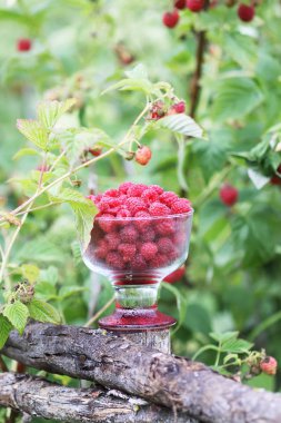 Olgun tatlı yaz meyveleri. Eski kaba ahşap çitin üzerinde şeffaf vazoda ahududu. Bitki dallarında taze ahududu..