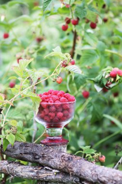 Olgun tatlı yaz meyveleri. Eski kaba ahşap çitin üzerinde şeffaf vazoda ahududu. Bitki dallarında taze ahududu..