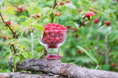 Olgun tatlı yaz meyveleri. Eski kaba ahşap çitin üzerinde şeffaf vazoda ahududu. Bitki dallarında taze ahududu..