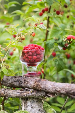 Olgun tatlı yaz meyveleri. Eski kaba ahşap çitin üzerinde şeffaf vazoda ahududu. Bitki dallarında taze ahududu..